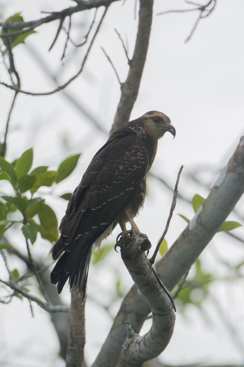 Snail Kite - ML646523166