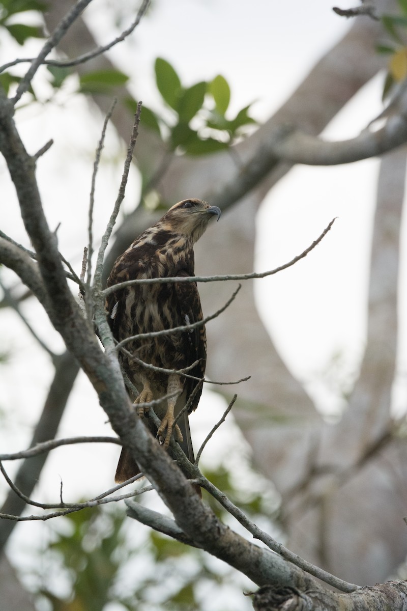 Snail Kite - ML646523167