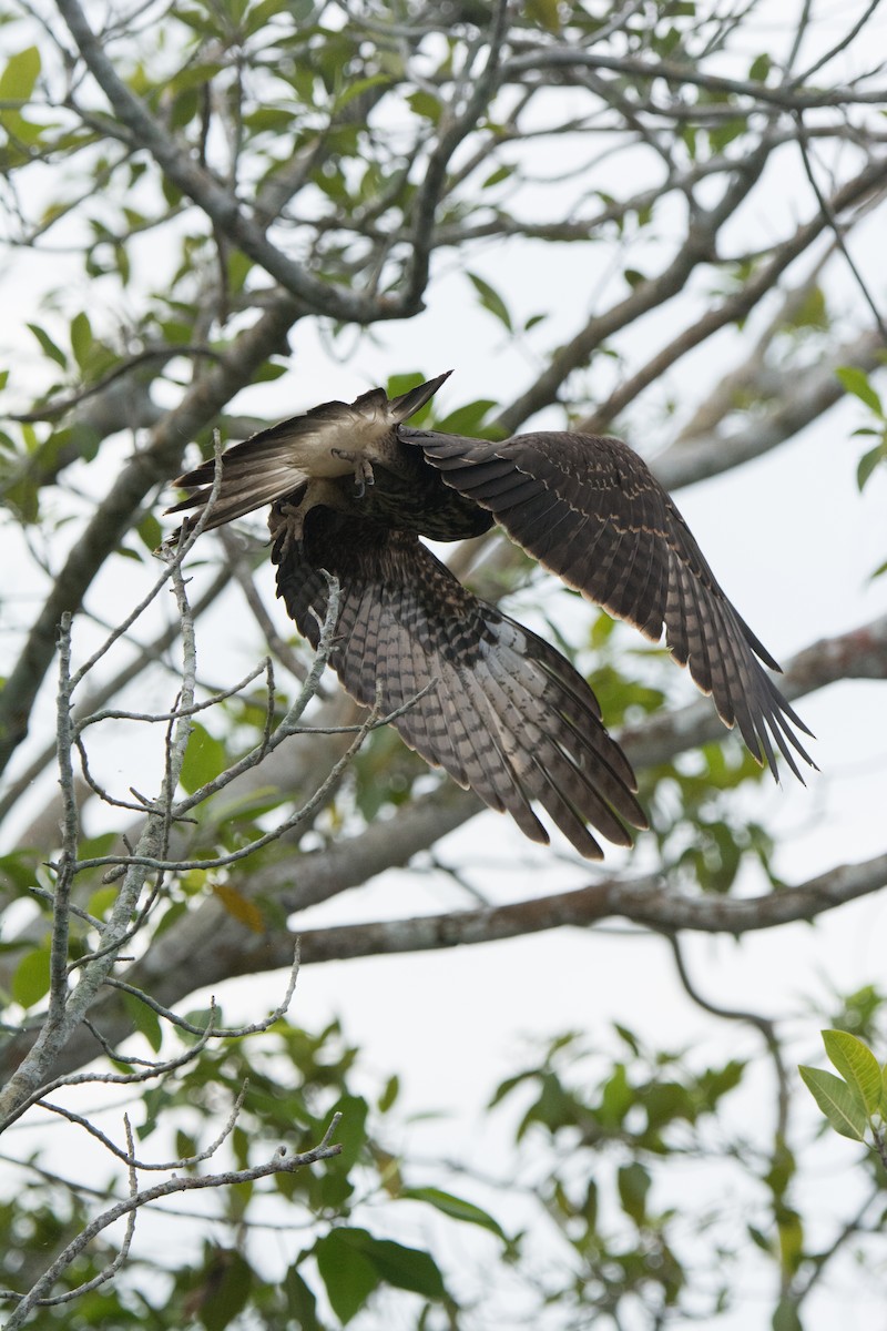 Snail Kite - ML646523168