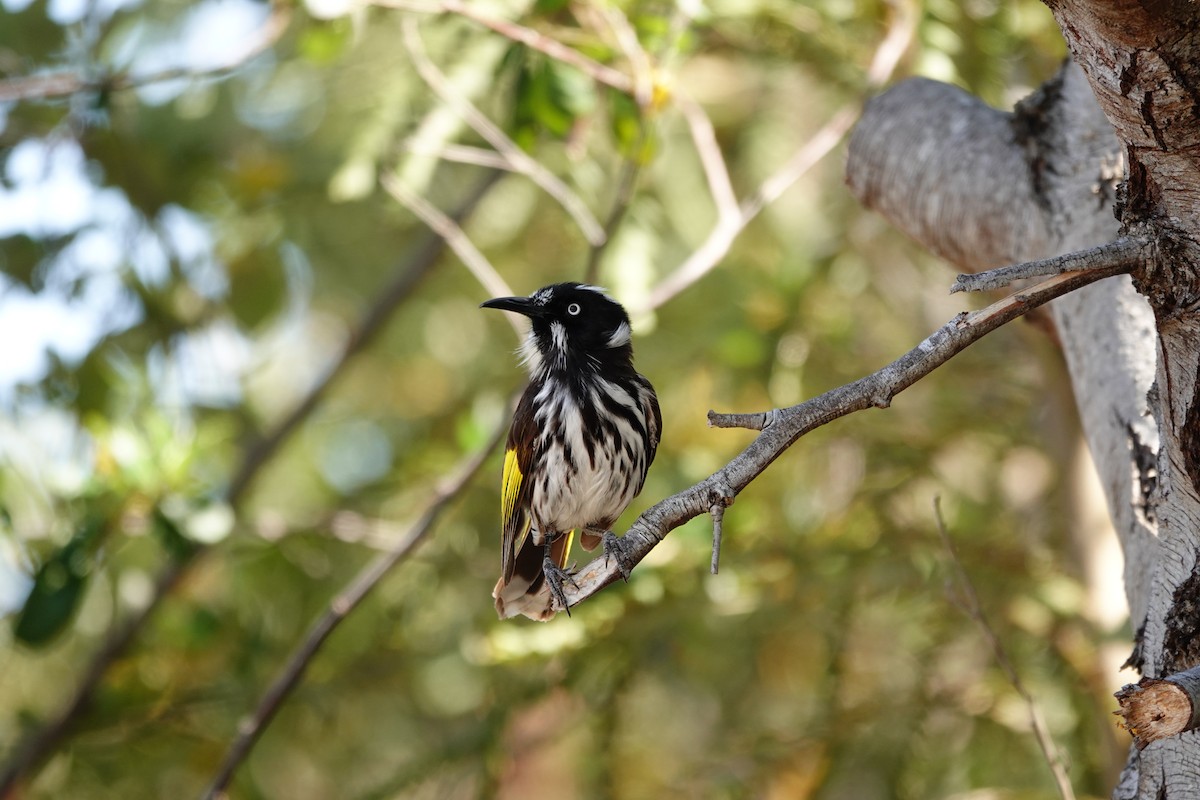 New Holland Honeyeater - ML646523169