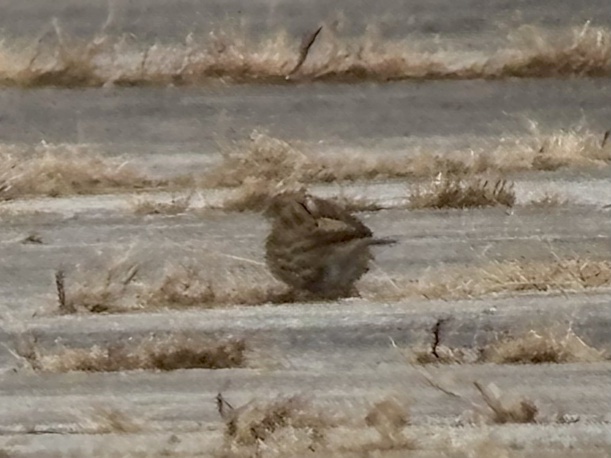 musespurv - ML646523170