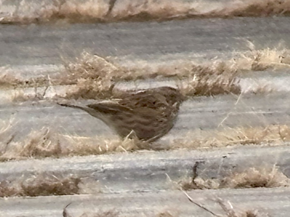 musespurv - ML646523172