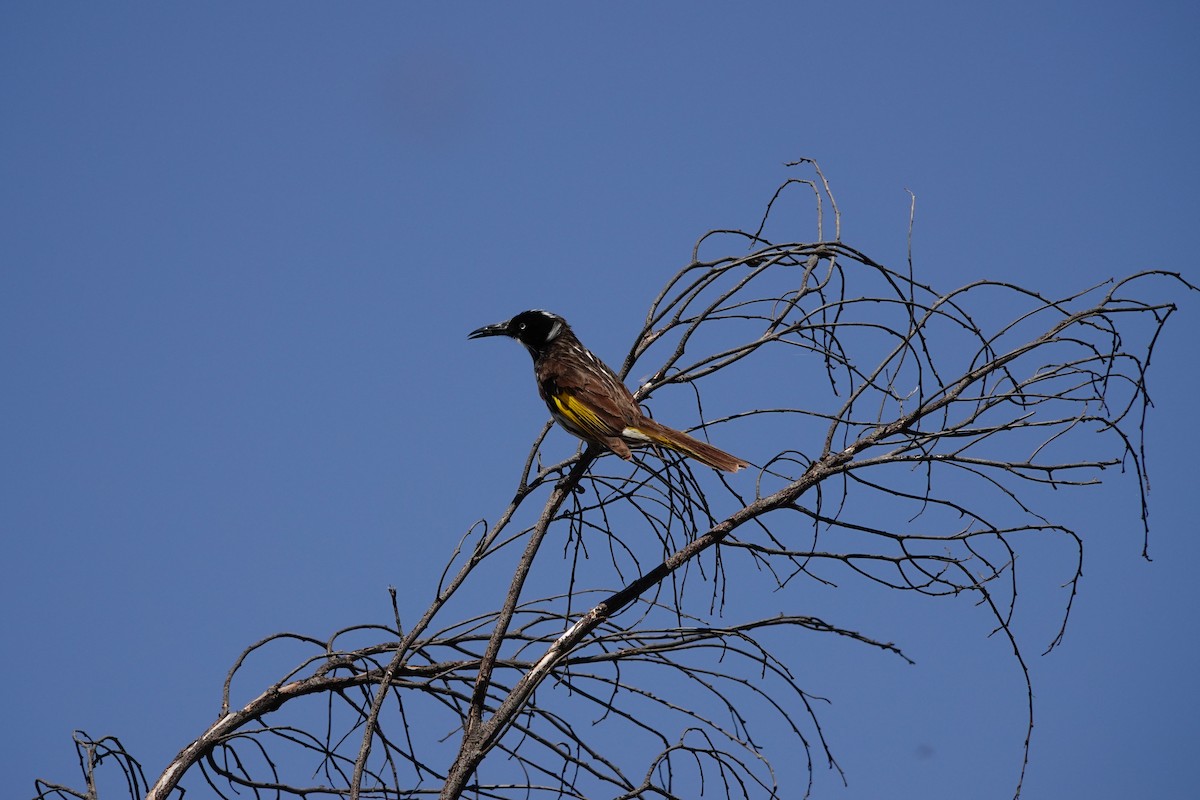 New Holland Honeyeater - ML646523173