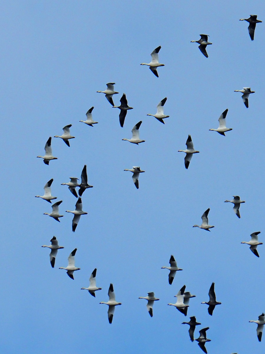 Цасны галуу - ML646523175