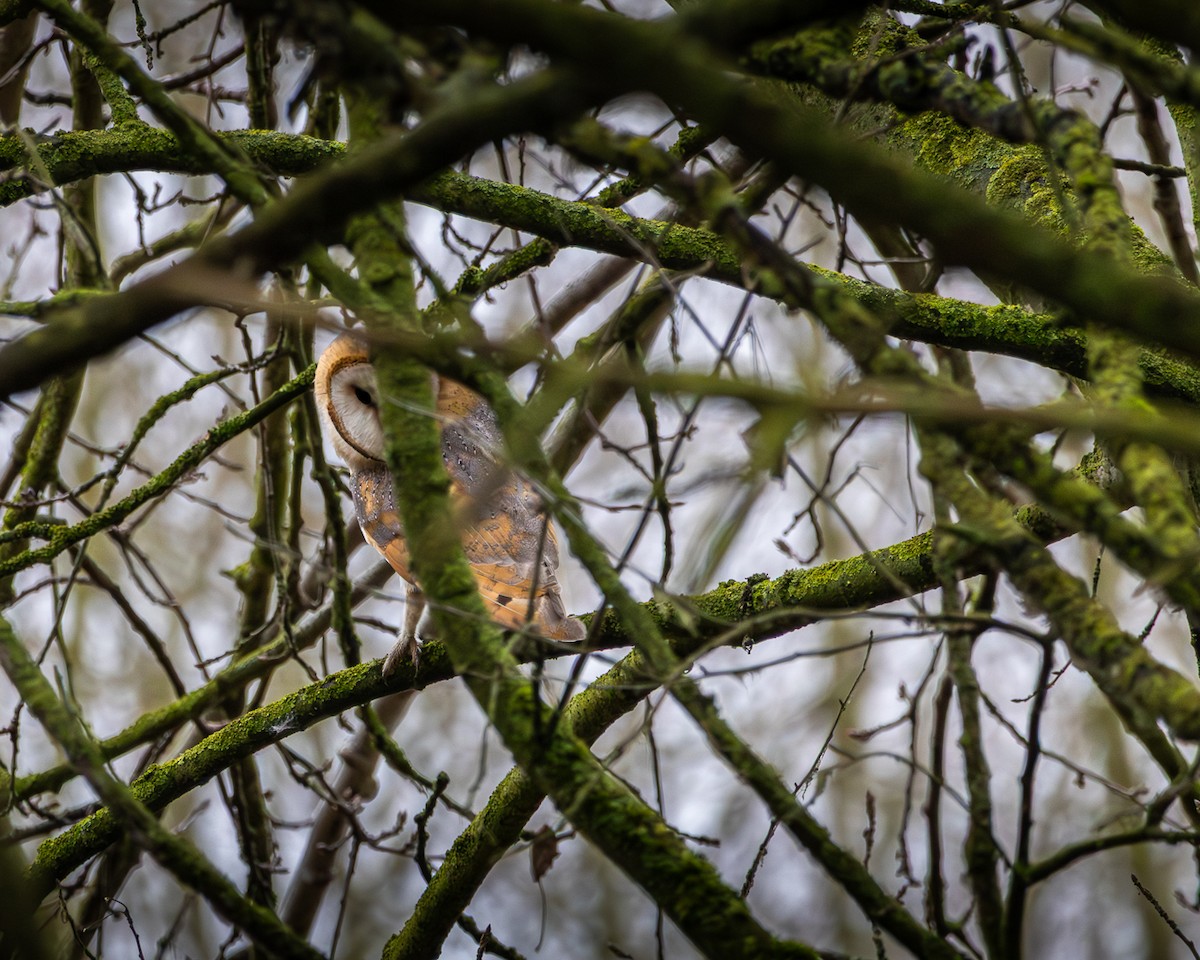 Western Barn Owl - ML646523176