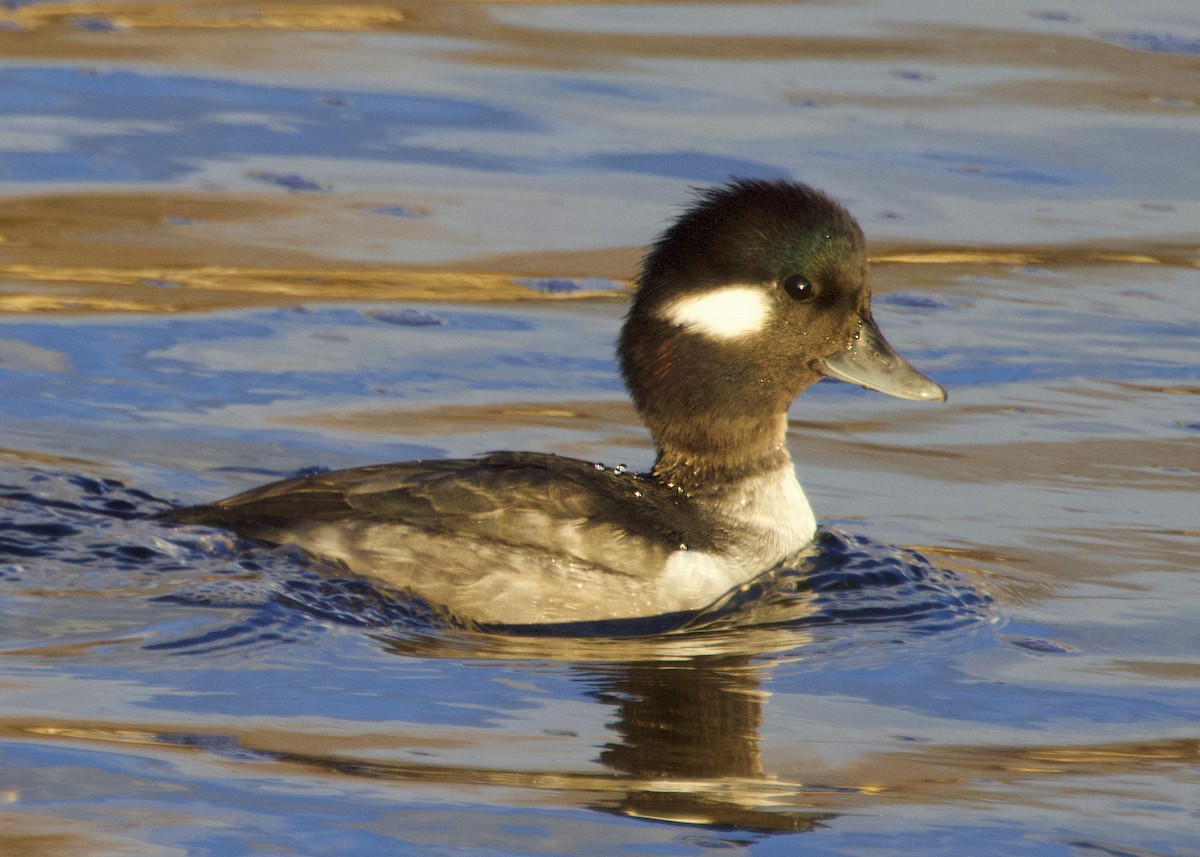 Bufflehead - ML646523177