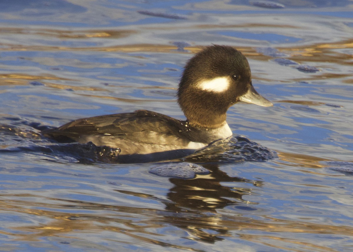 Bufflehead - ML646523178