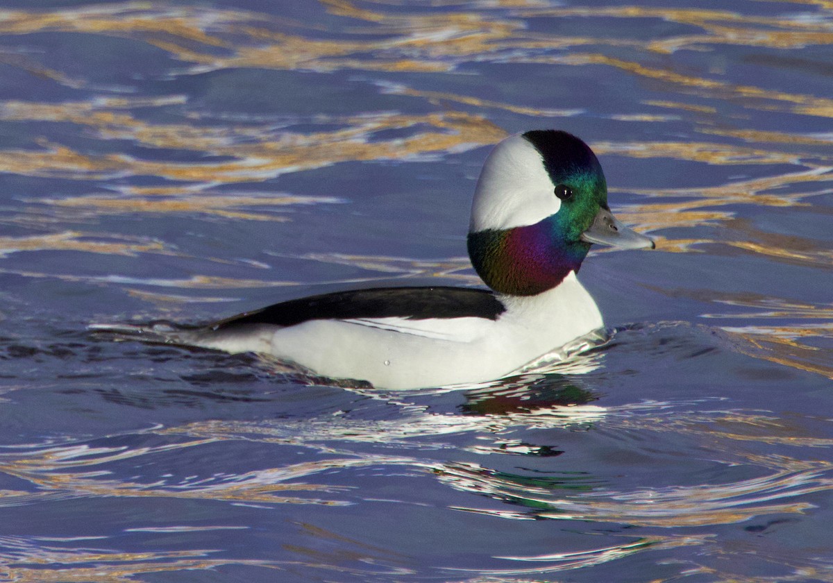Bufflehead - ML646523179
