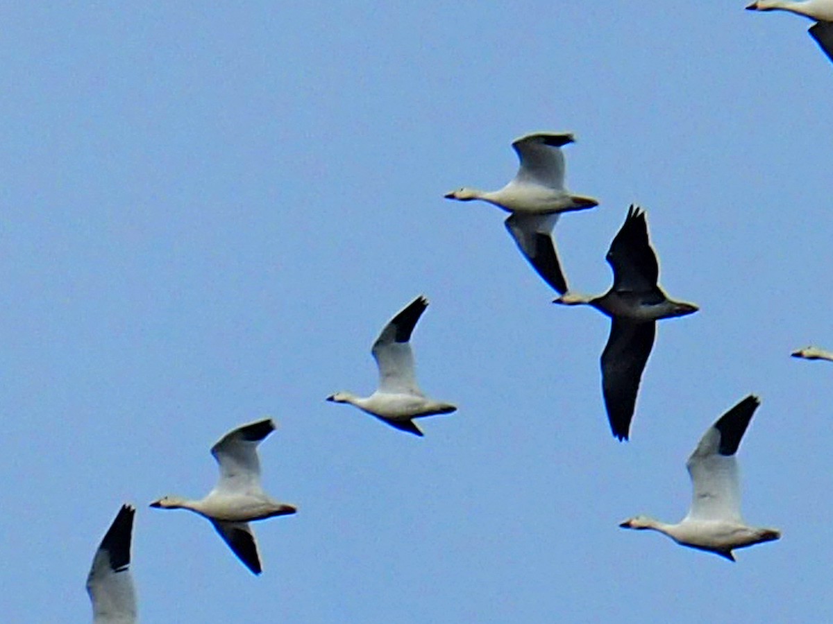 Ross's Goose - ML646523180