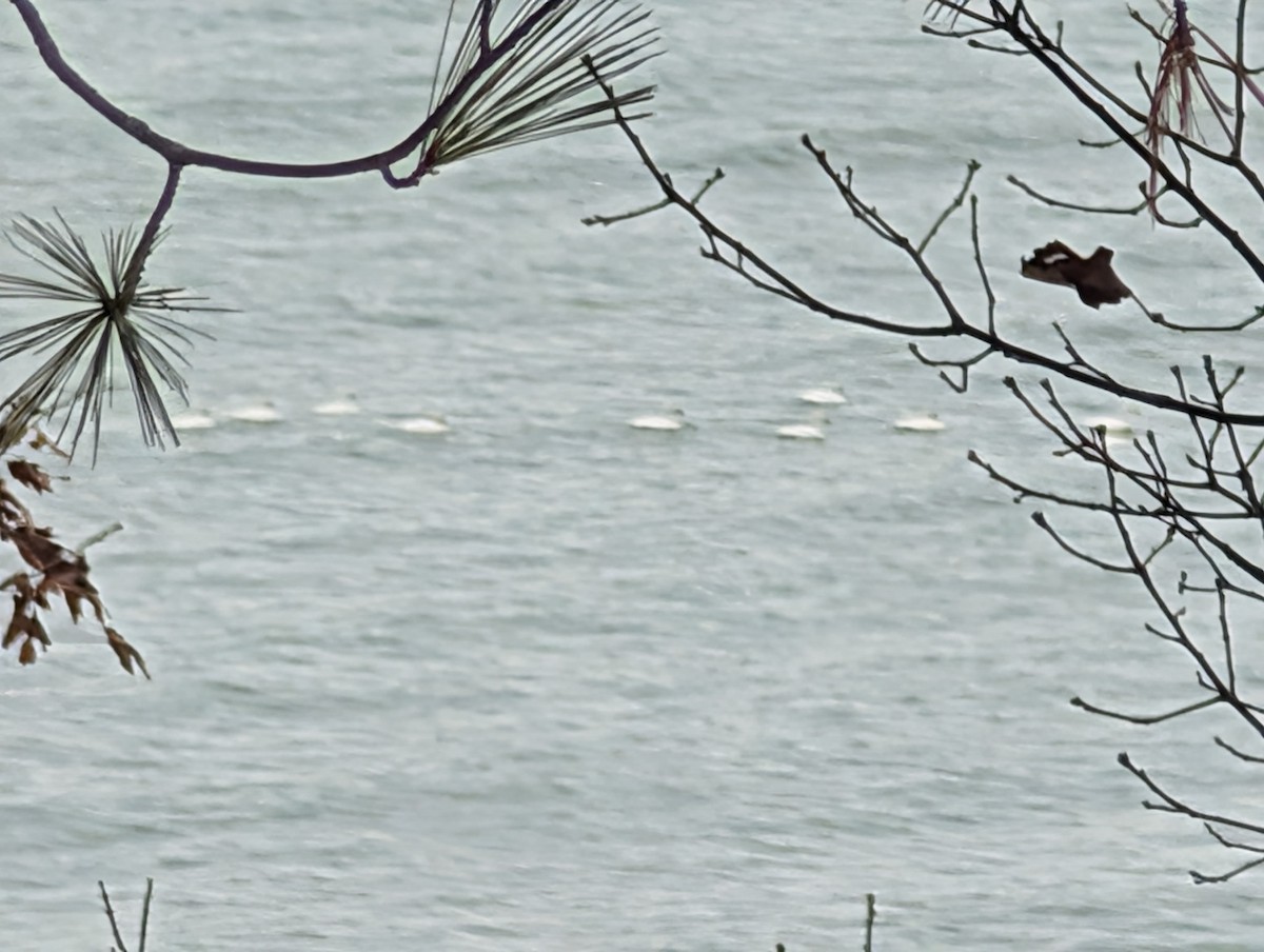 Cygne siffleur - ML646523181