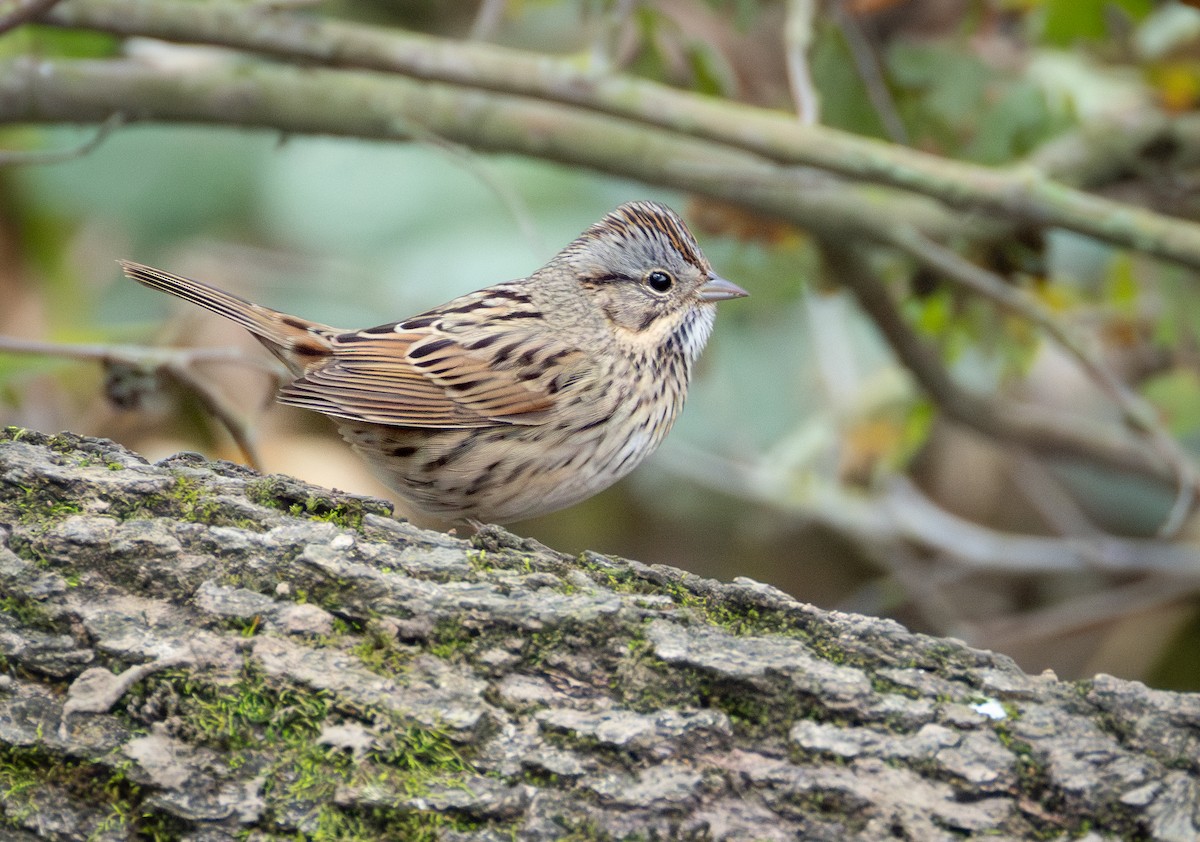 strnadec pruhohlavý - ML646523183