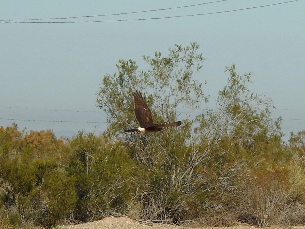 Northern Harrier - ML646523184