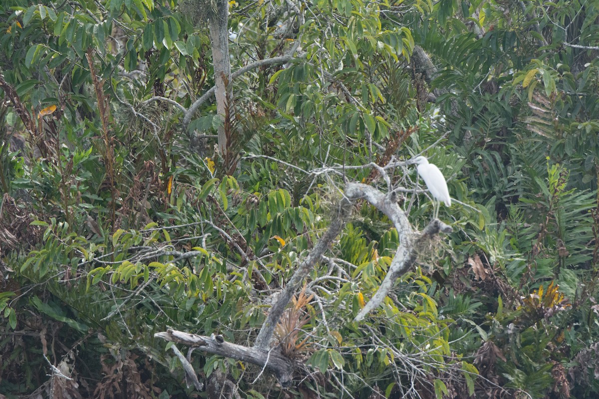Little Blue Heron - ML646523185