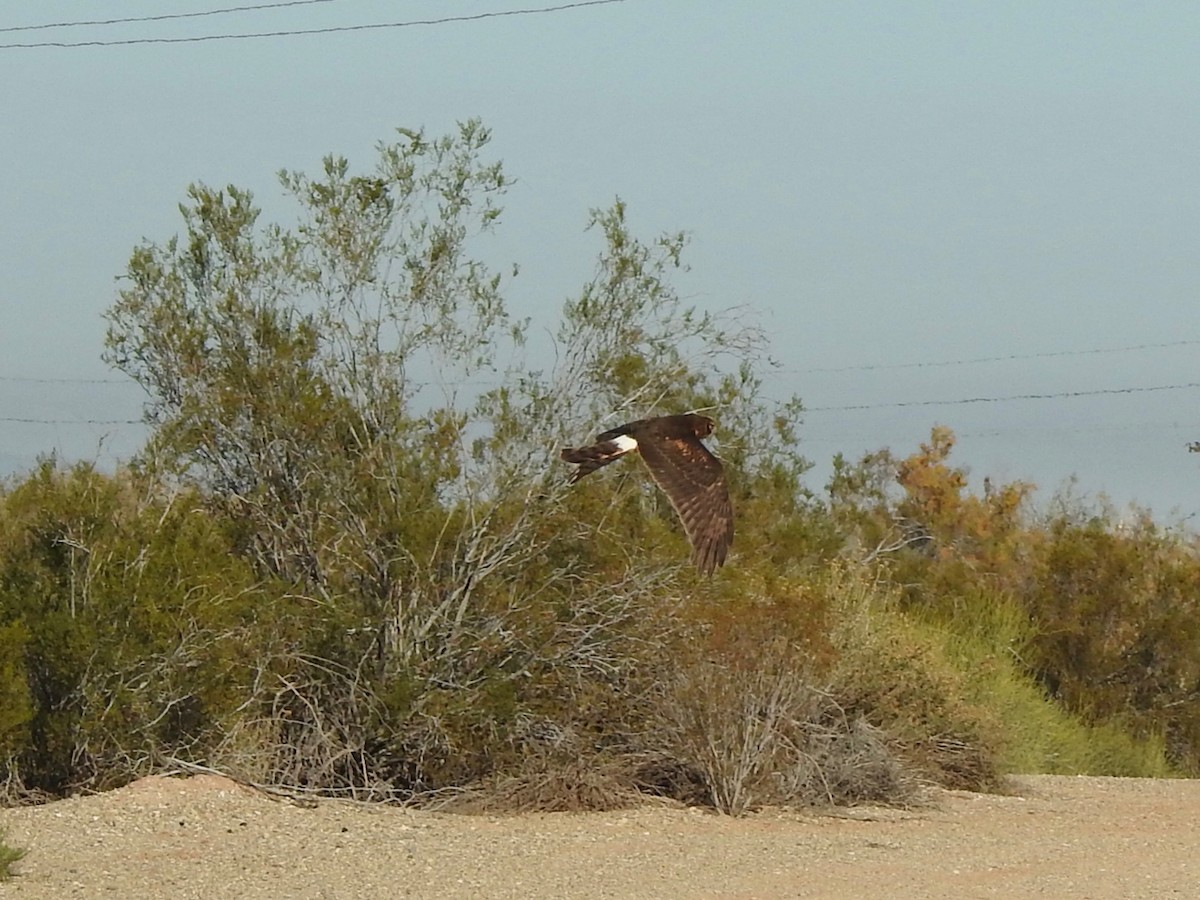 Northern Harrier - ML646523186