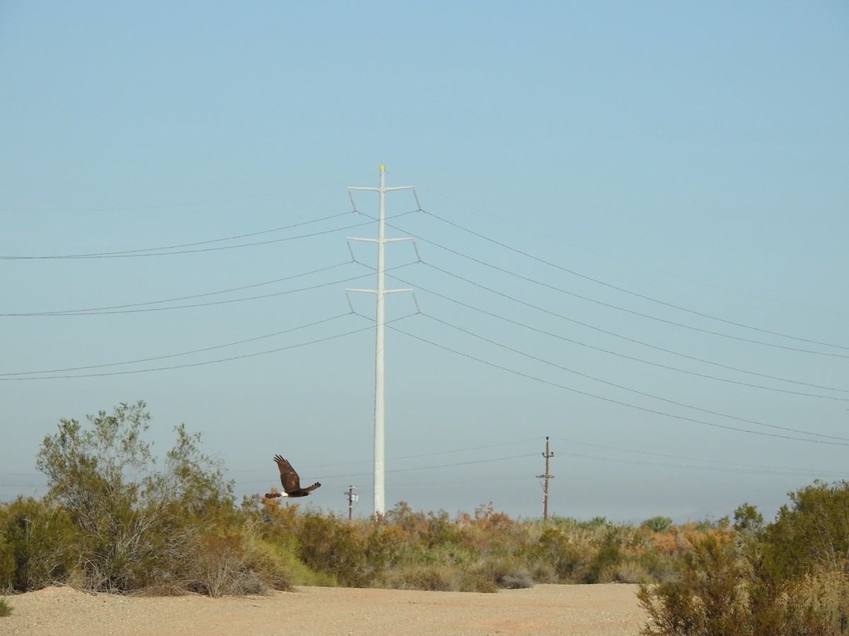 Northern Harrier - ML646523187