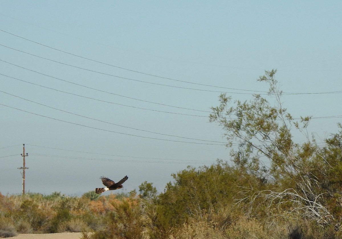 Northern Harrier - ML646523188