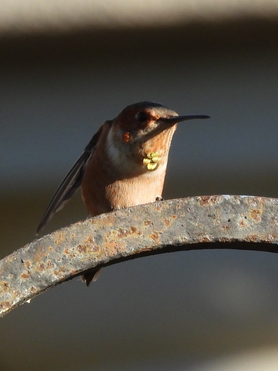Allen's Hummingbird - ML646523189
