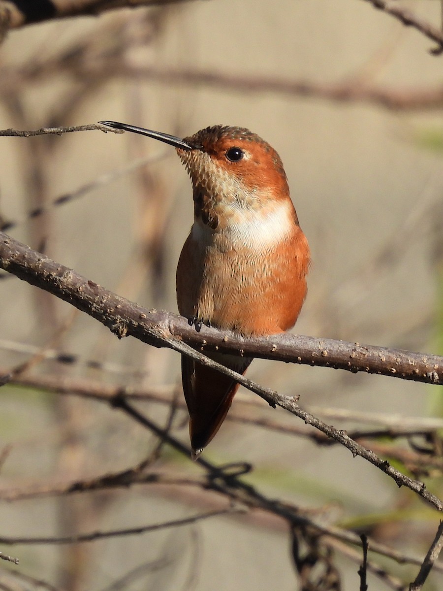 Allen's Hummingbird - ML646523190
