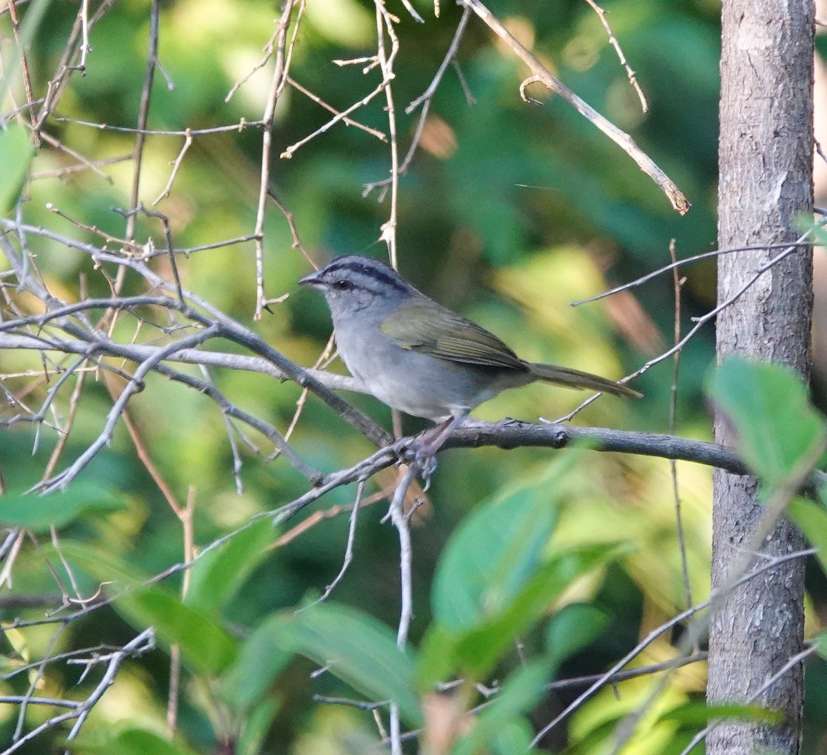 Green-backed Sparrow - ML646523191