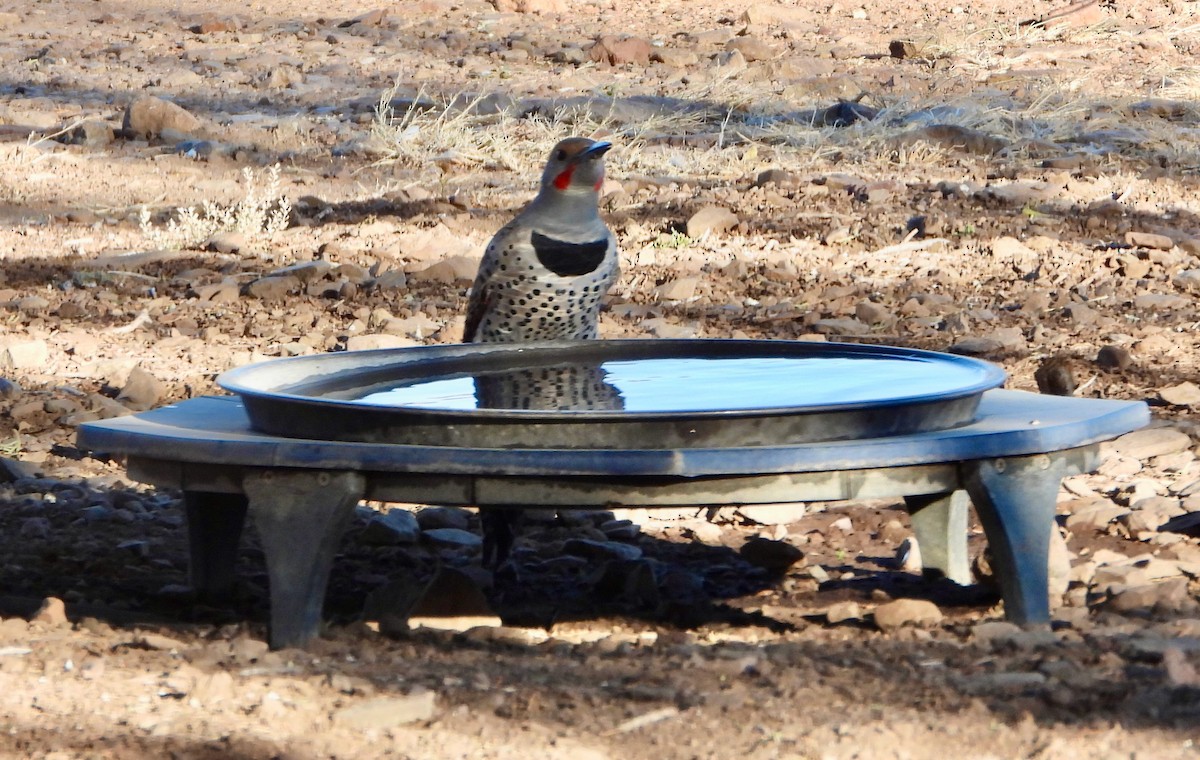 Northern Flicker (Red-shafted) - ML646523192