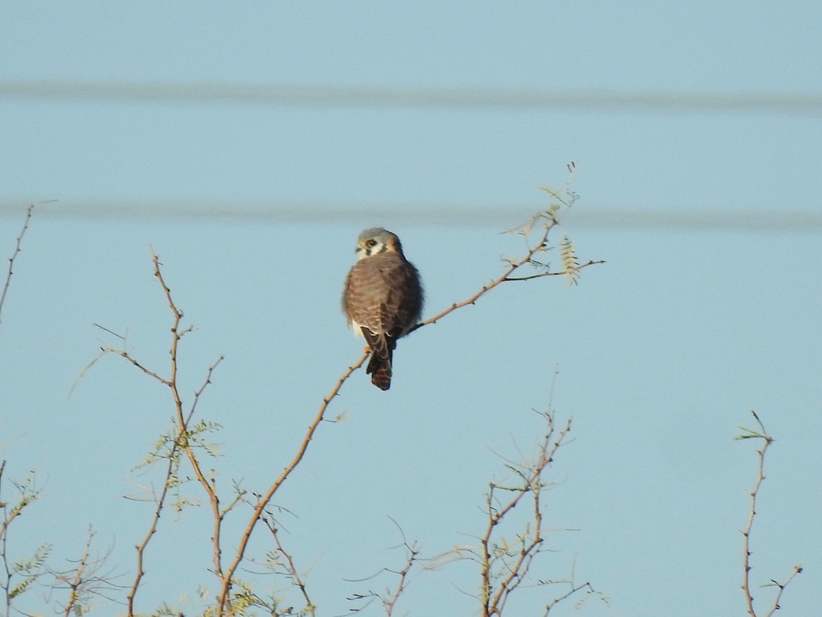 American Kestrel - ML646523193
