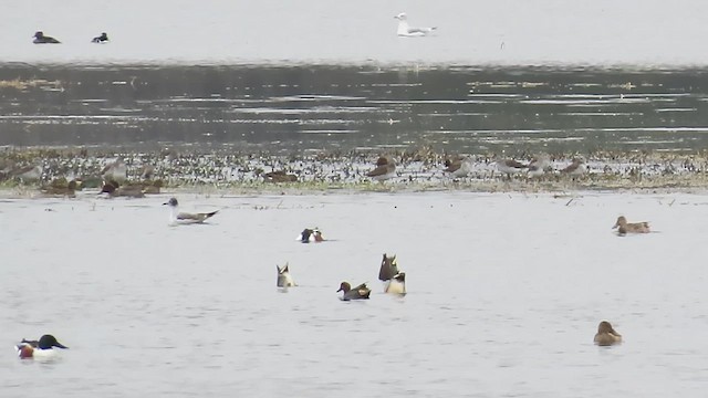 Franklin's Gull - ML646523194