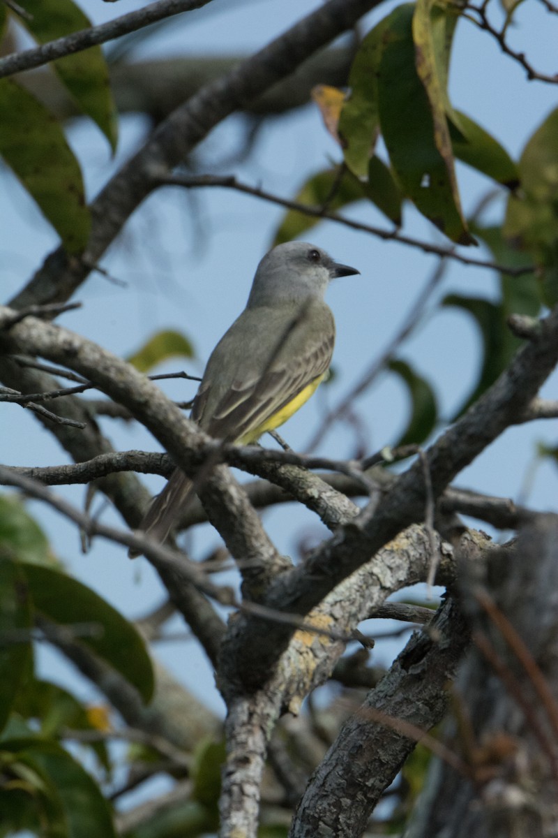 Tropical Kingbird - ML646523196