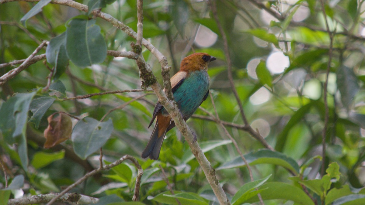 Танагра парагвайська - ML646523197