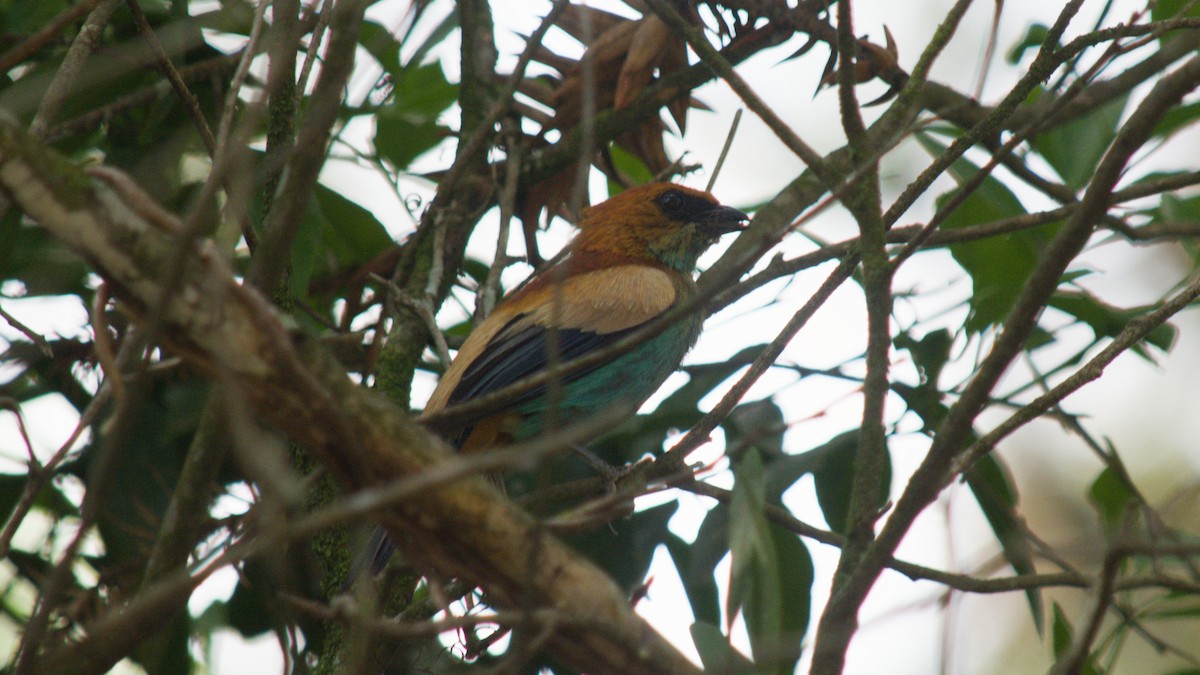 Танагра парагвайська - ML646523198