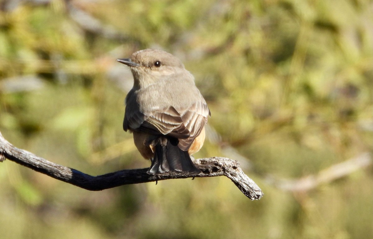 Say's Phoebe - ML646523200