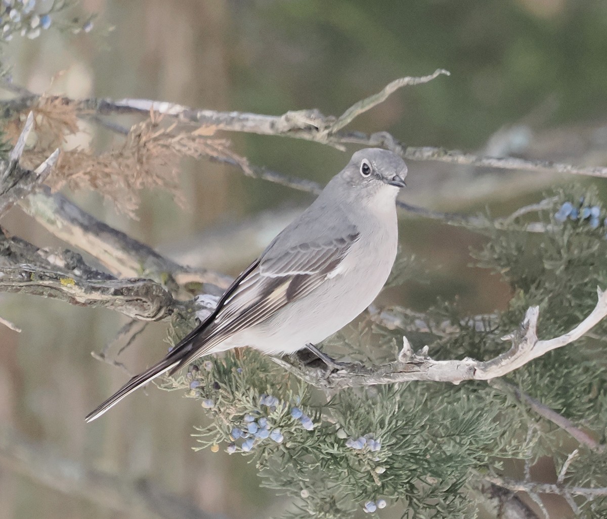 Townsend's Solitaire - ML646523203