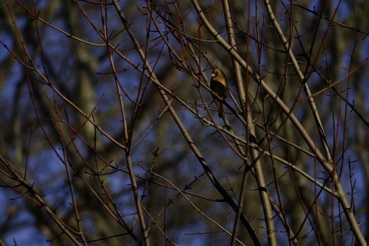 Kardinal arrunta - ML646523204