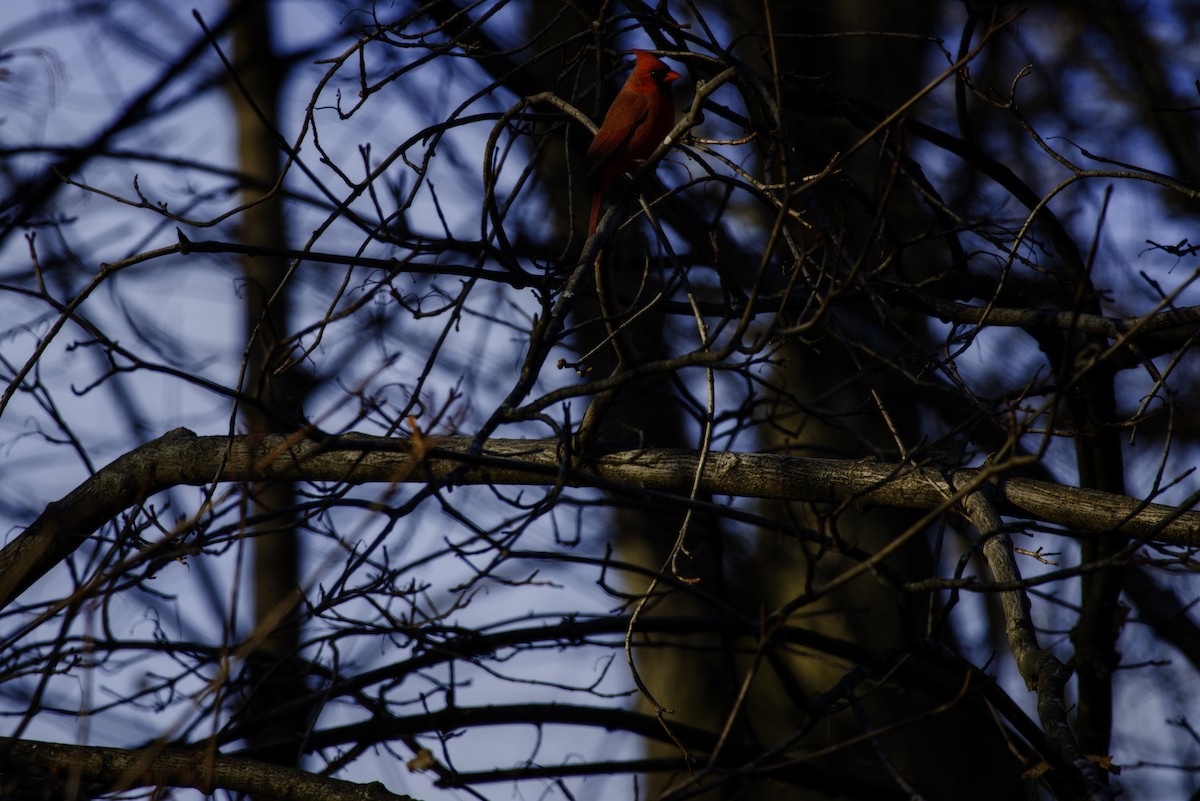 Kardinal arrunta - ML646523205