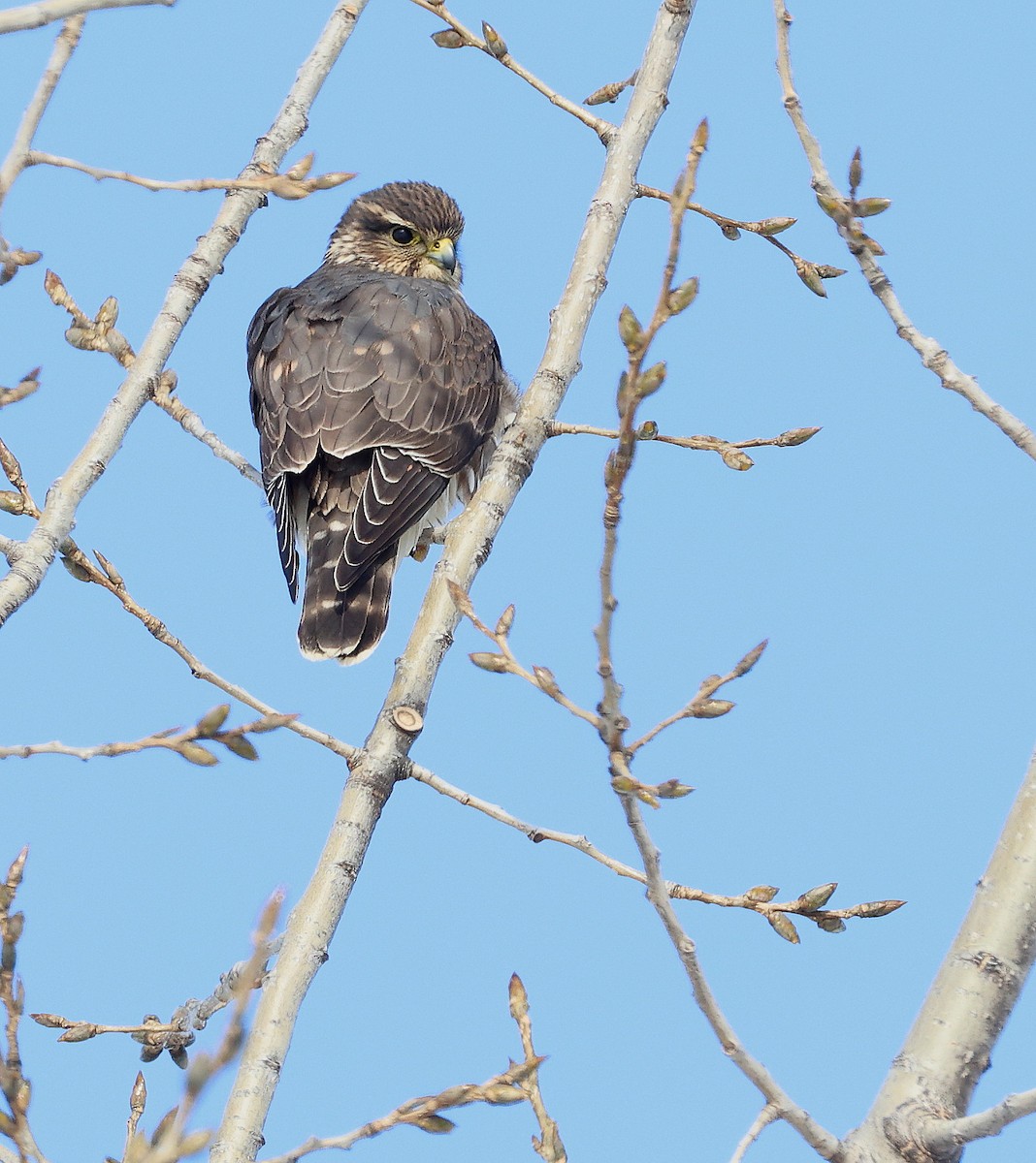 Merlin - ML646523206