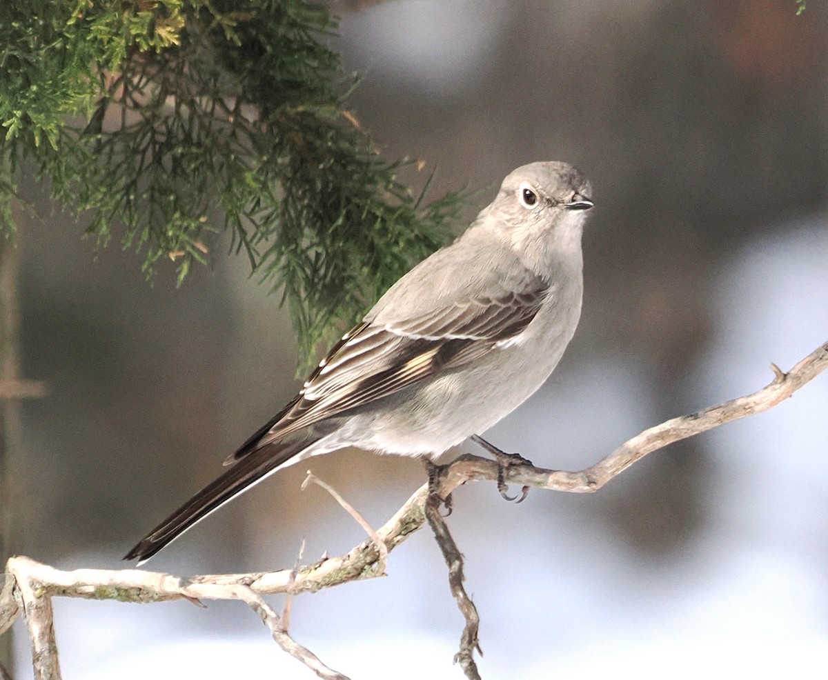 Townsend's Solitaire - ML646523209