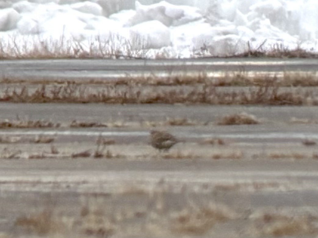 præriespurv - ML646523210