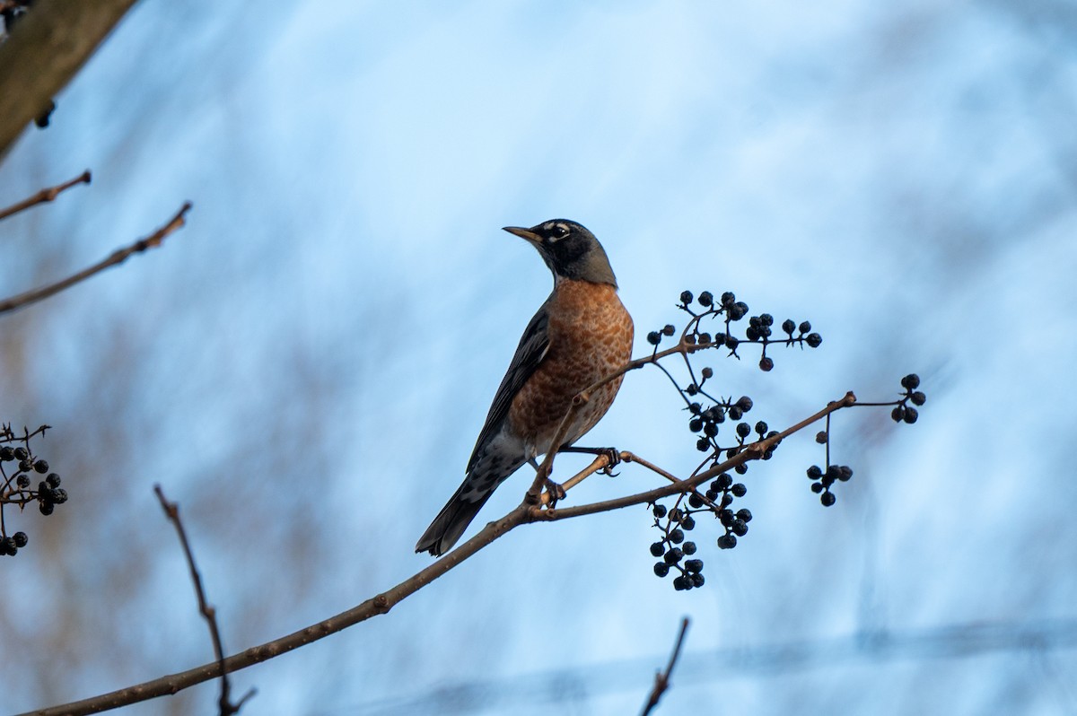 American Robin - ML646523212
