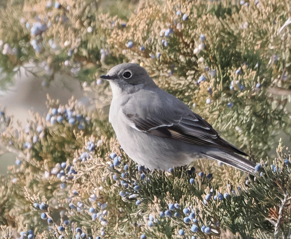 Townsend's Solitaire - ML646523213