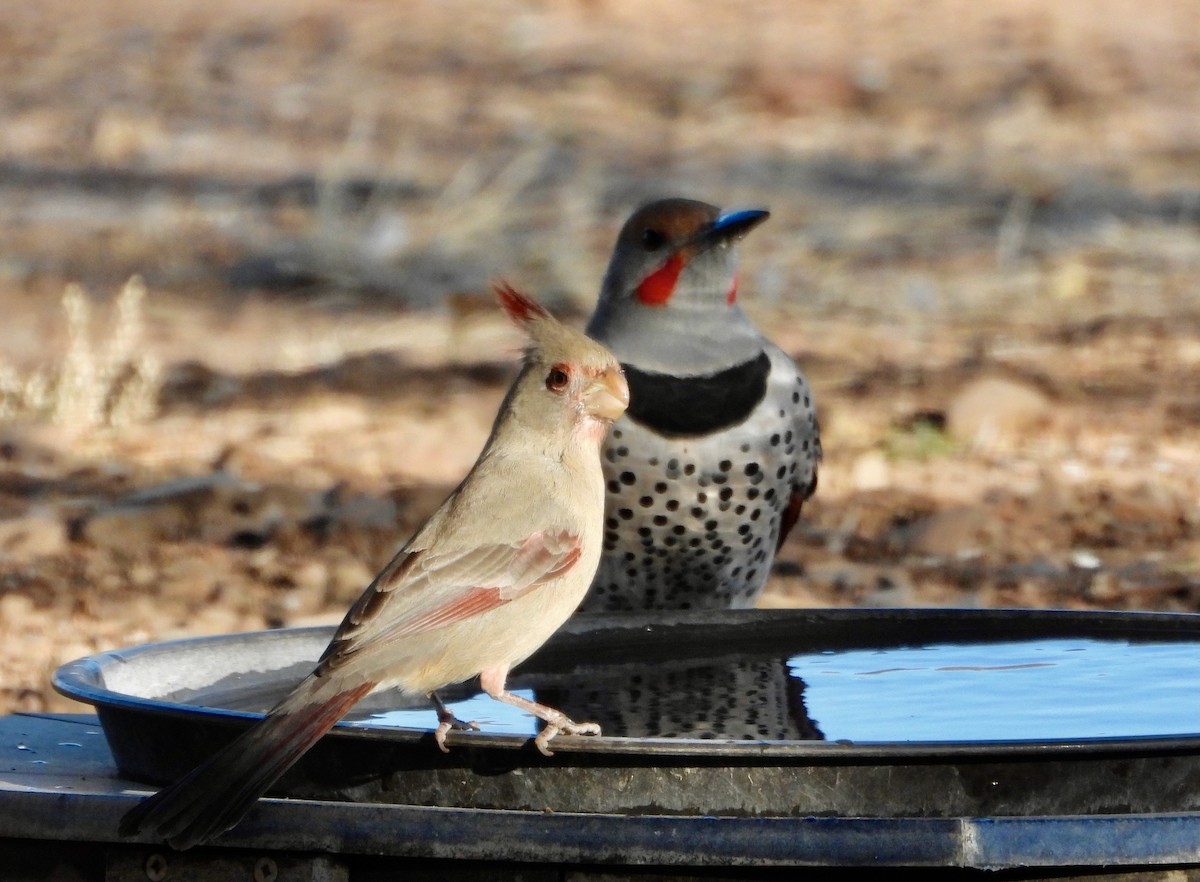 Pyrrhuloxia - ML646523214