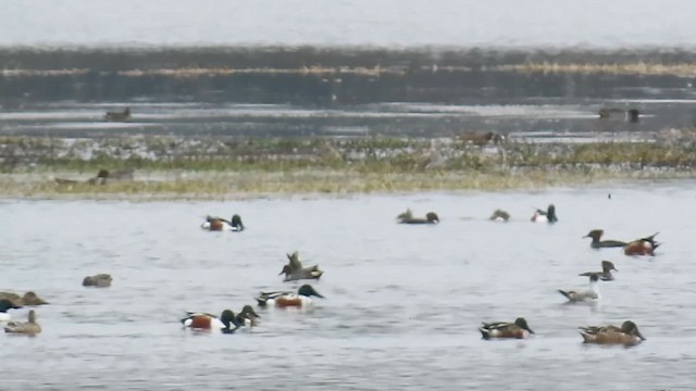 Franklin's Gull - ML646523217