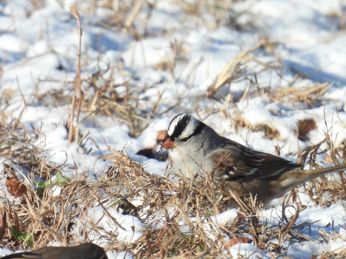 White-crowned Sparrow - ML646523219