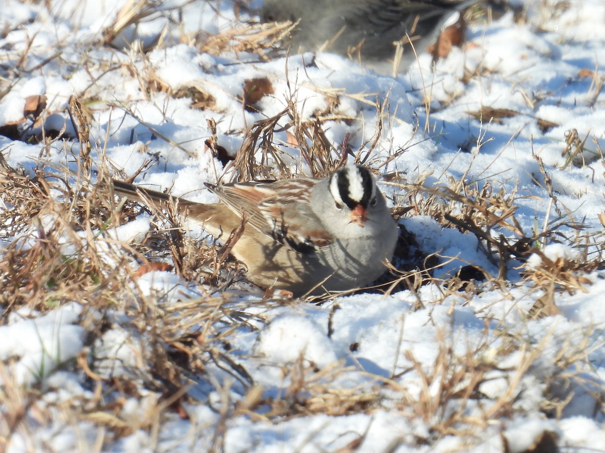 White-crowned Sparrow - ML646523220