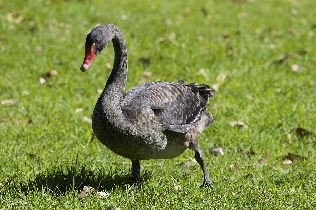 Black Swan - ML646523225