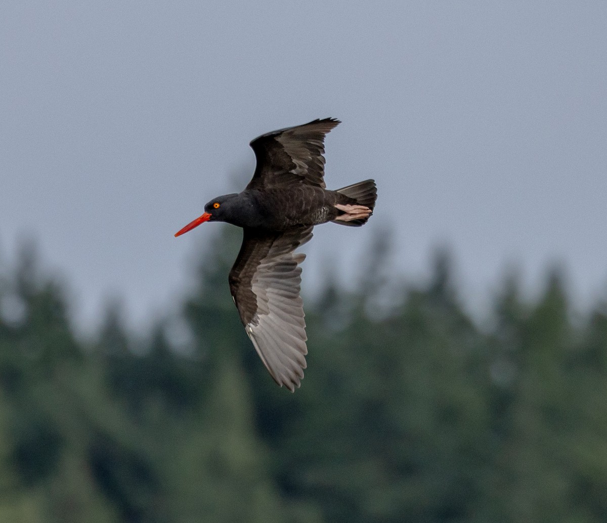 Black Oystercatcher - ML646523227