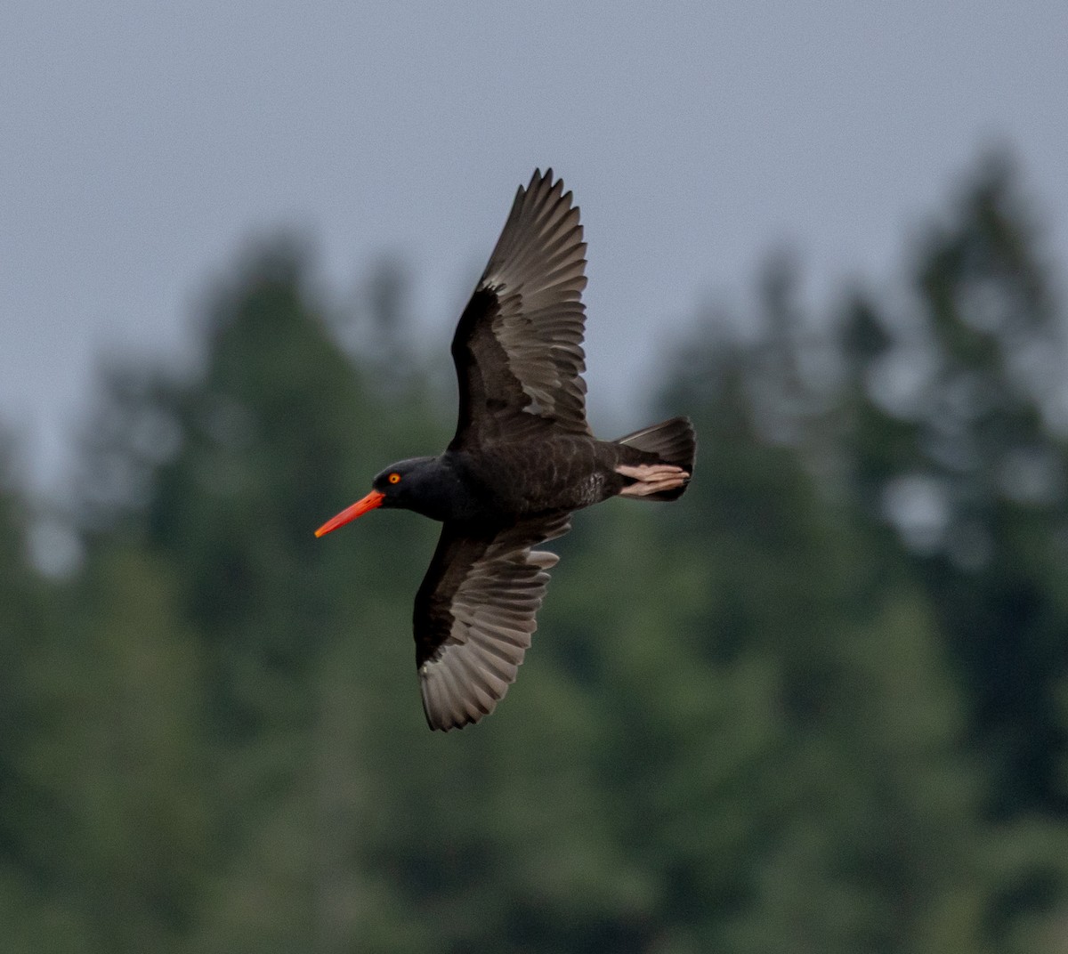 Black Oystercatcher - ML646523228