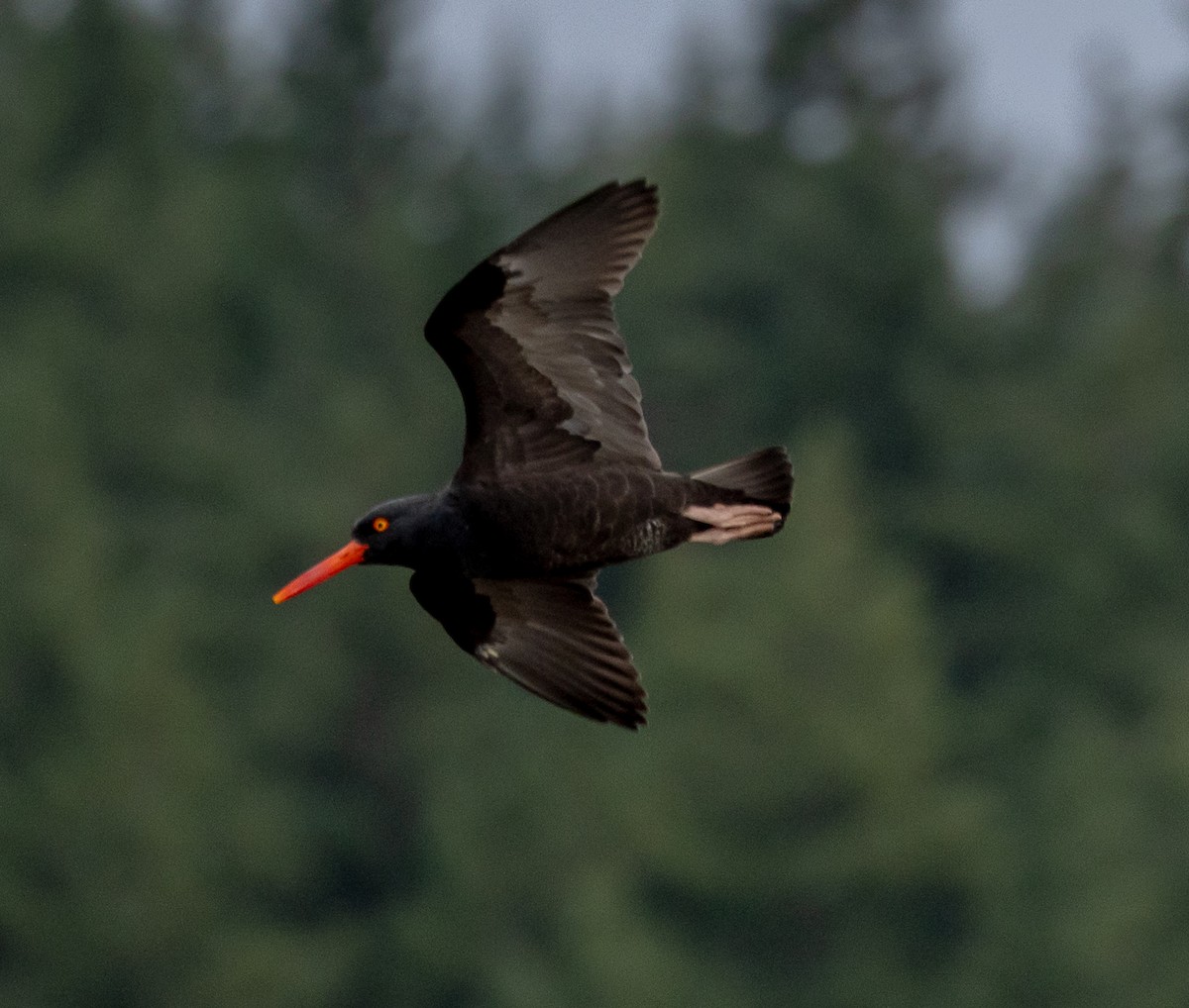 Black Oystercatcher - ML646523229