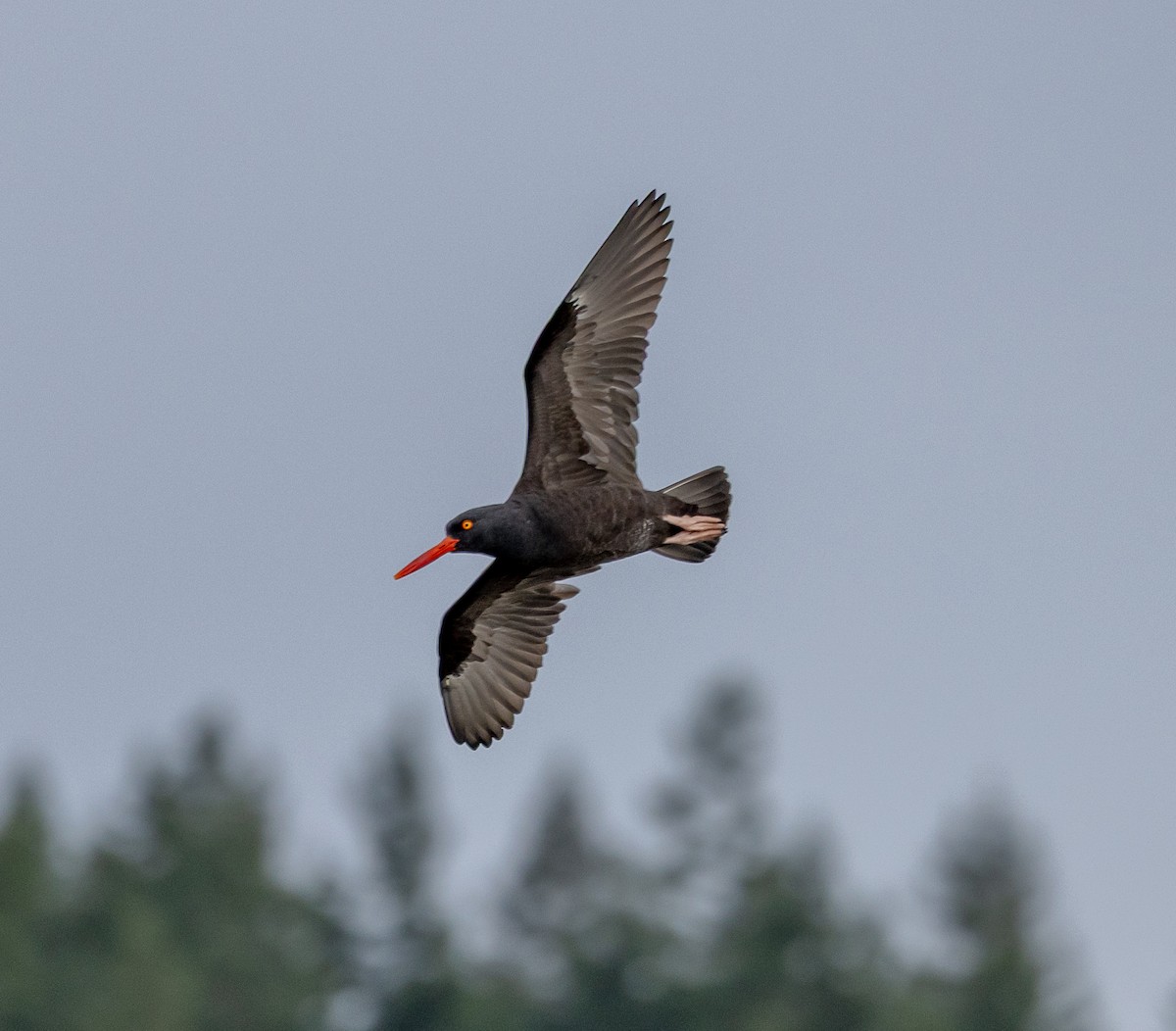 Black Oystercatcher - ML646523230