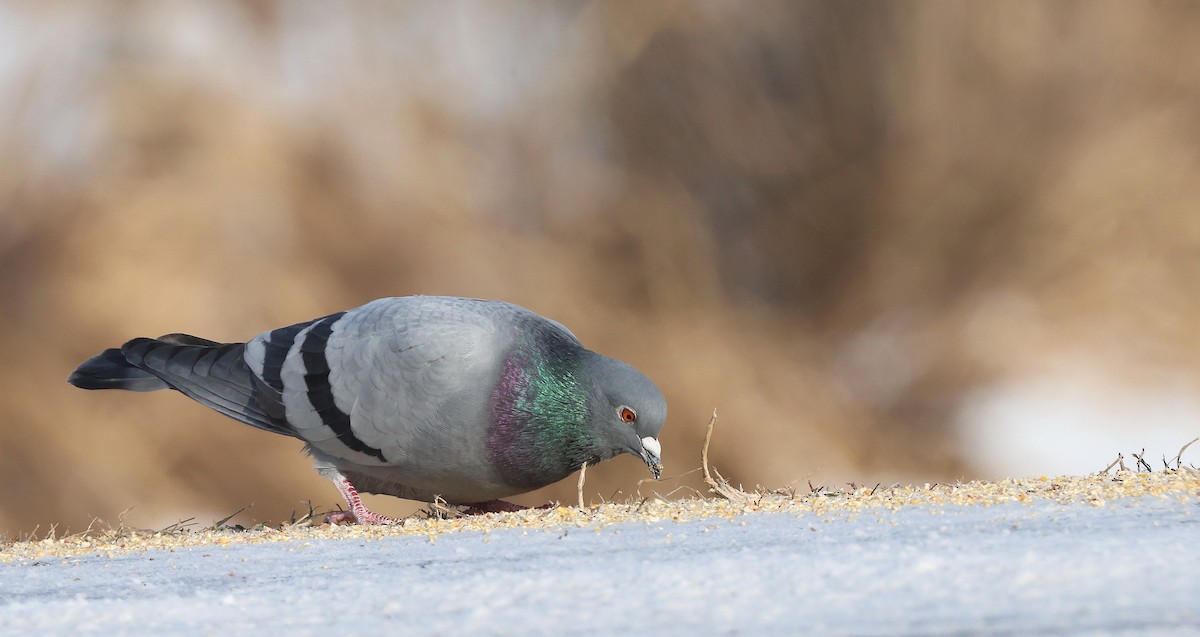 Rock Pigeon (Feral Pigeon) - ML646523231