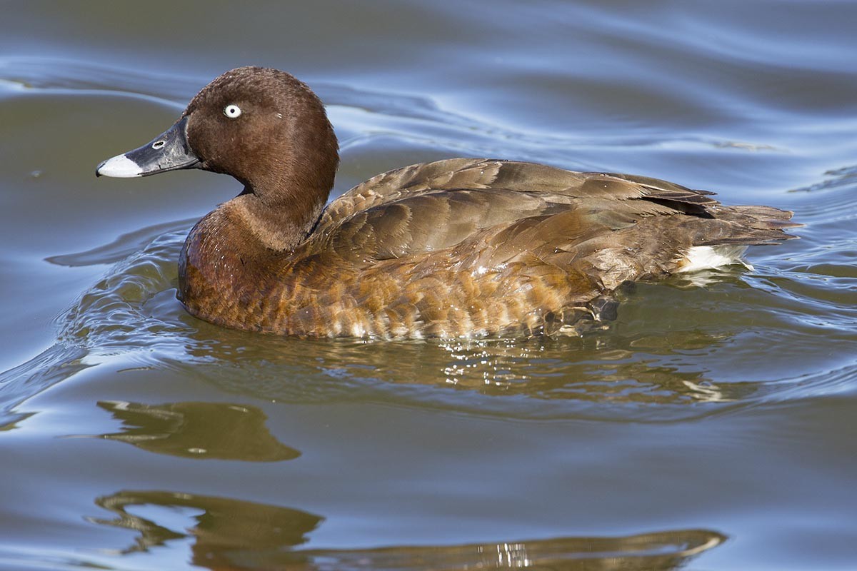 Hardhead - ML646523233