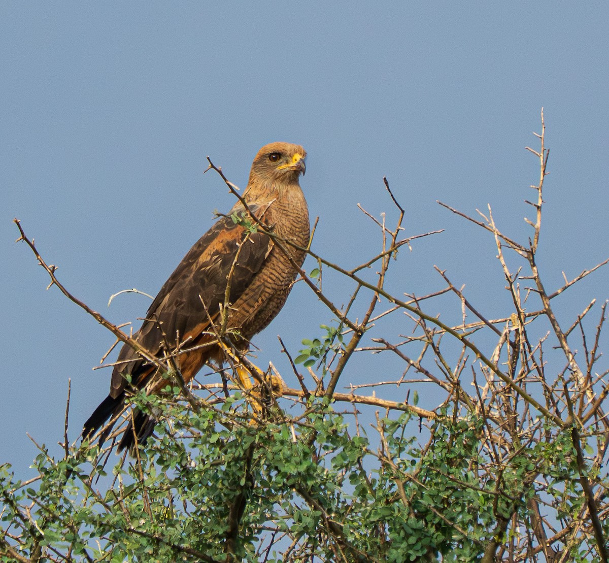 káně savanová - ML646523235